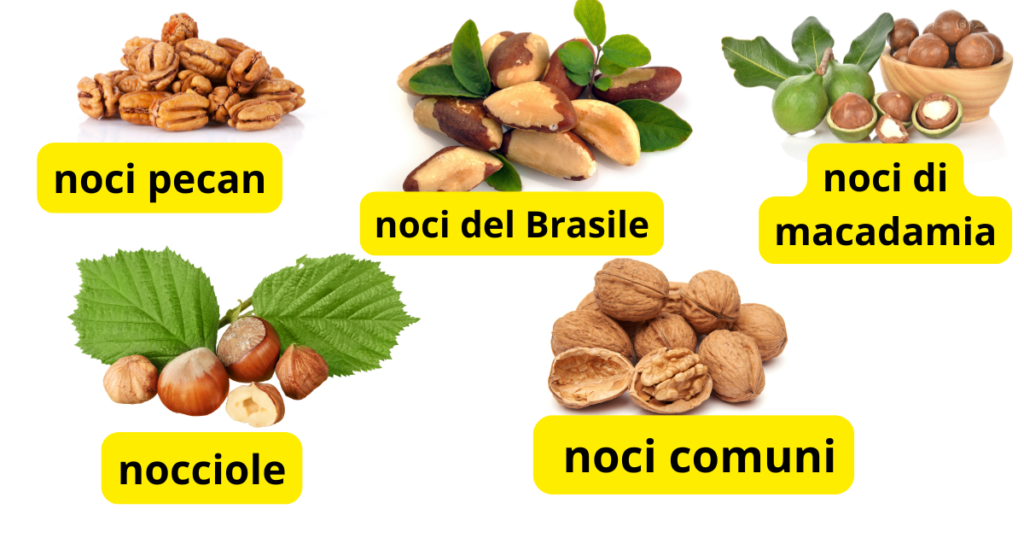 Diverse Varietà di Noci e le Loro Caratteristiche Uniche noci pecan noci di macadamia noci del Brasile nocciole noci comuni