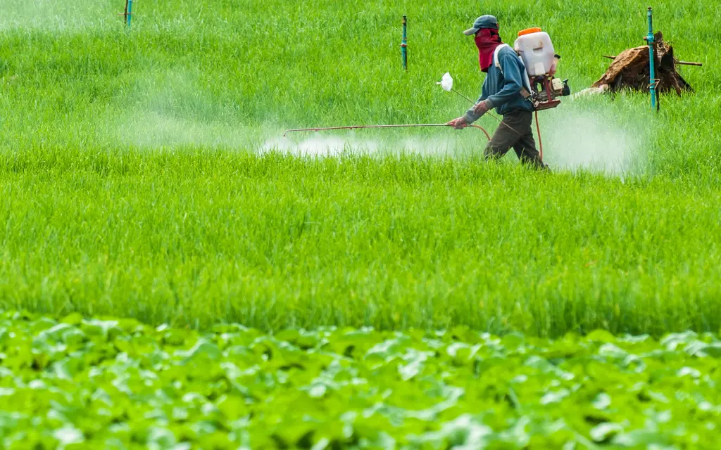Milano e le sue Risaie: Il Cuore Agricolo della Lombardia
