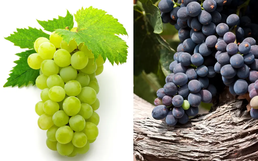 L'uva italiana: un patrimonio di gusto e tradizione