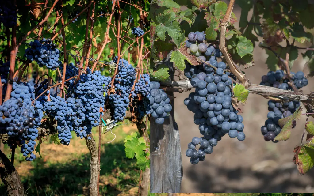 L'uva italiana: un patrimonio di gusto e tradizione