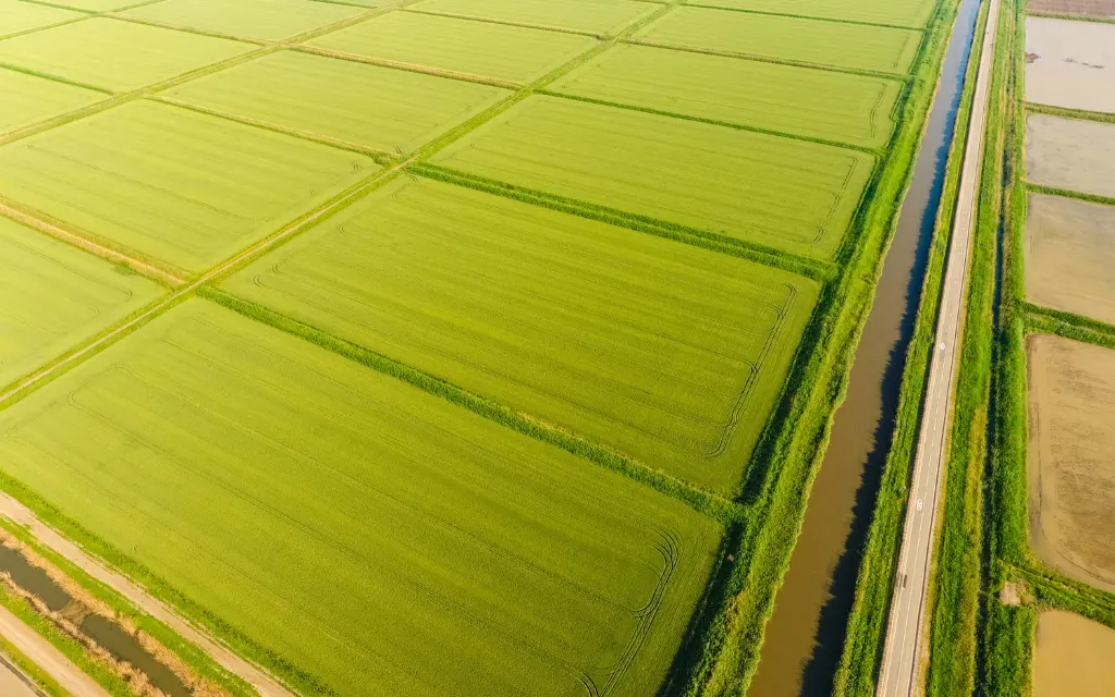 Milano e le sue Risaie: Il Cuore Agricolo della Lombardia