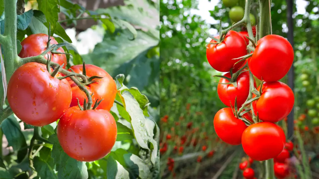 Pomodoro in Italia Storia e Tradizione dal 1692 ad Oggi