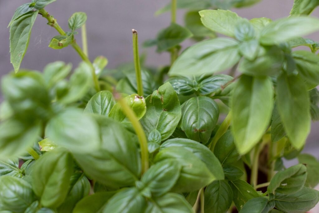 Origano: l’erba aromatica che ha attraversato i secoli