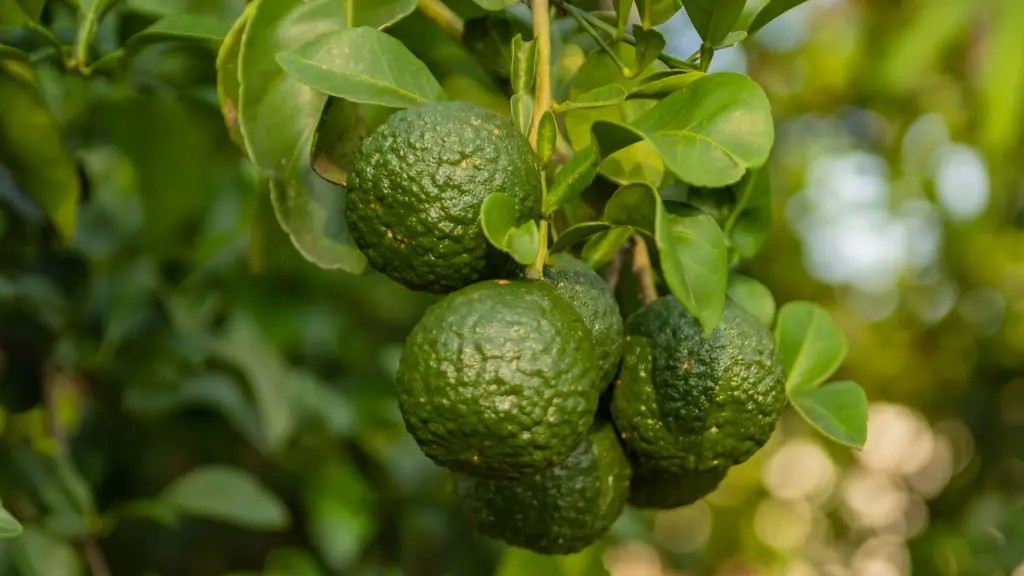 Bergamotto: L'Oro Verde della Calabria | Un tesoro di agrumi