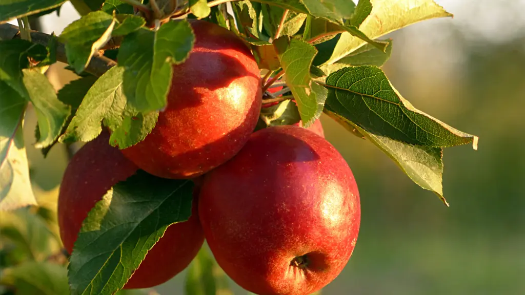 Mele Italiane Varietà, Storia e Proprietà Nutrizionali