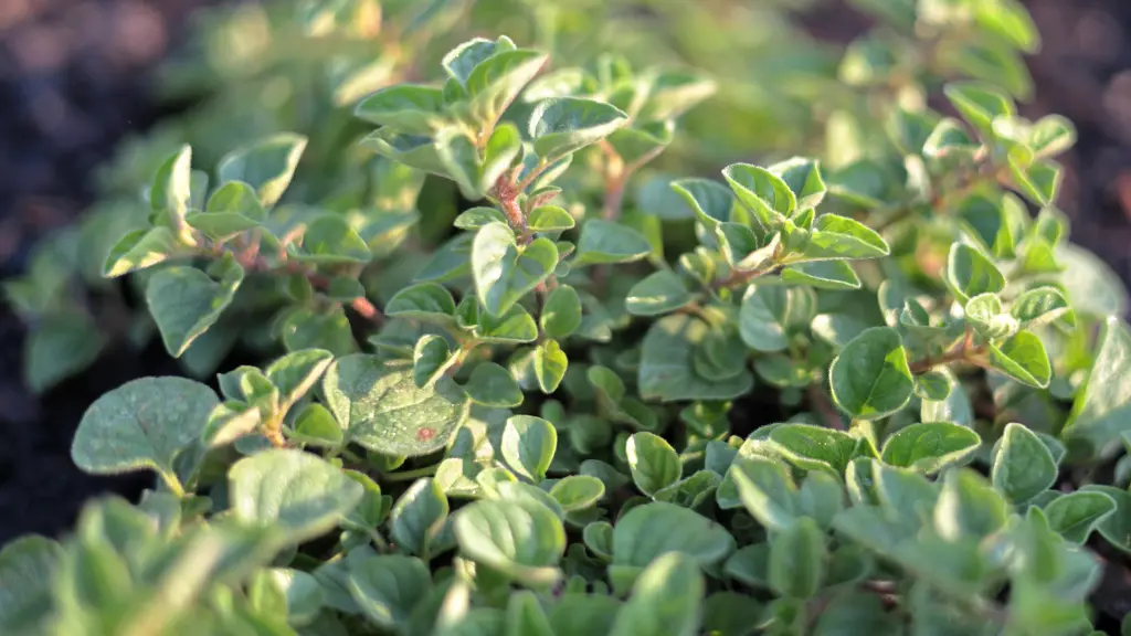 l'Origano Benefici e Proprietà per la Salute
